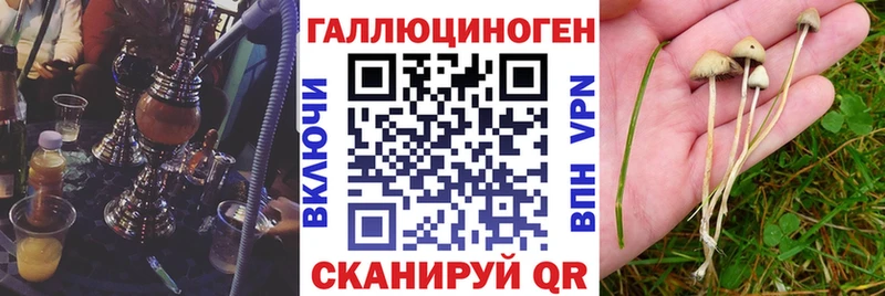 kraken вход  цена   Лыткарино  Галлюциногенные грибы Psilocybine cubensis 